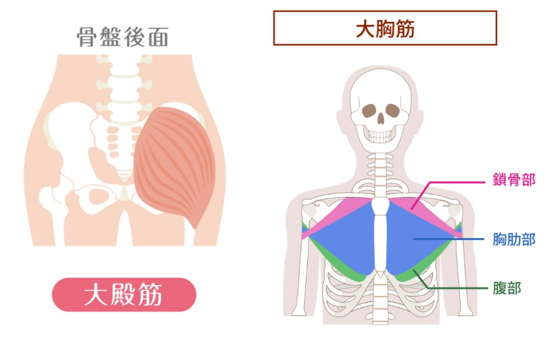 大臀筋と大胸筋のイラスト