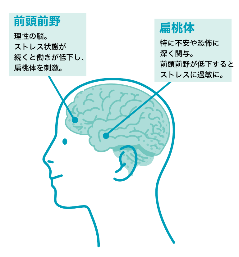 前頭前野と扁桃体のイラスト